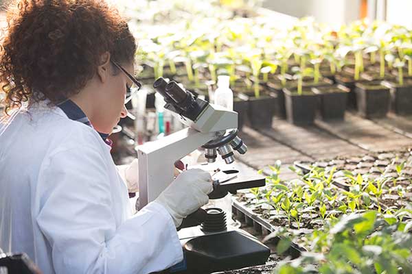 Environmental scientist using a microscope