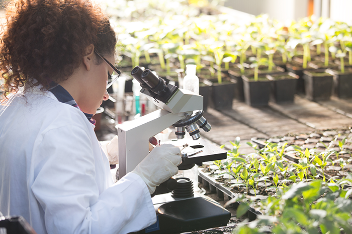 Environmental scientist looks into microscope